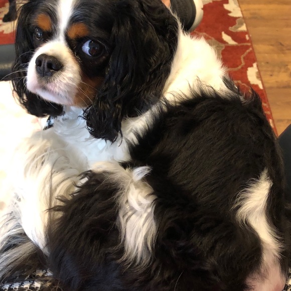 Meet your Posher, Susan - Picture 2 of 2